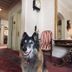 Hotel De La Paix, Interlaken lobby with a dog, ornate table, clock and striped chair