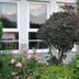 Hotel Garni Niedernhausen in Niedernhausen: garden view with flowering shrubs beside windows