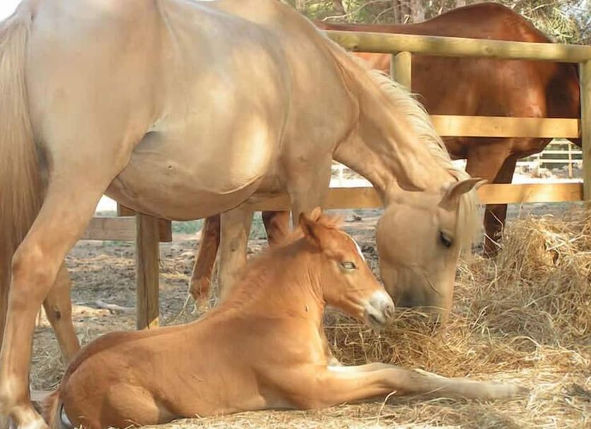 Agave Alghero, Alghero: horse and foal standing by a fenced stable area