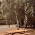 Villa Rambouillet in Rambouillet with outdoor picnic tables beneath birch trees near the hotel