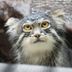 Tosei Hotel Cocone Kanda in Tokyo with a close-up of a manul cat