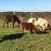 Monte das Palmeiras in Ferreira do Alentejo with horses grazing in a grassy field
