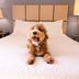 Sonesta Simply Suites Pittsburgh Airport room with a dog sitting on a bed in Pittsburgh