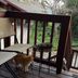 Nature's Inn Bed and Breakfast in Ahwahnee with a wood porch, chairs, and a cat