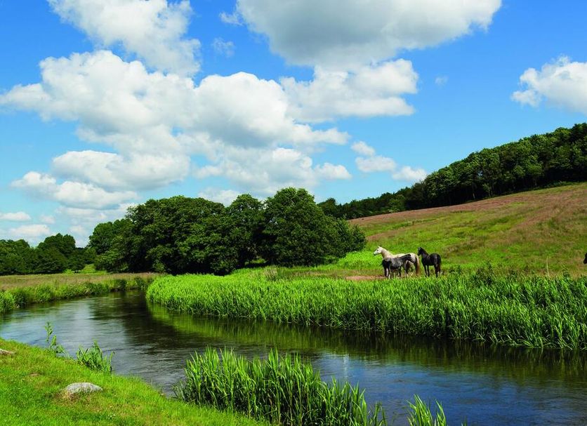 Haraldskær Sinatur Hotel & Konference in Vejle by a river with green meadow and horses