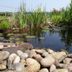 The Old Dairy at Bishops Barton in Wellington: natural garden pond with rocks, reeds, and lily pads