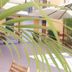 Ferretti Residence Garda Palace in Peschiera del Garda courtyard with palm leaves and lounge chairs