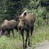 Denali RV Park and Motel in Healy with two moose in a wildflower meadow by the forest