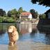Pet friendly